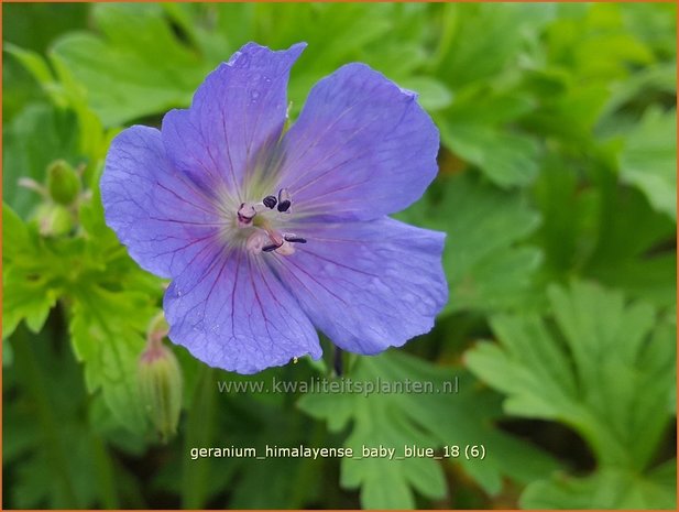 Geranium himalayense 'Baby Blue' | Ooievaarsbek, Tuingeranium | Himalaya-Storchschnabel