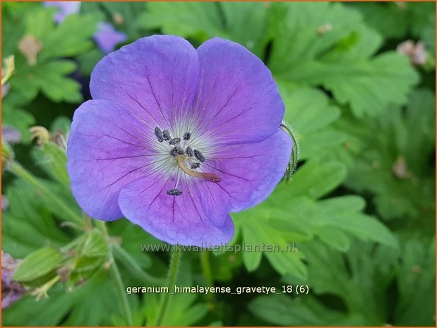Geranium himalayense 'Gravetye' | Ooievaarsbek, Tuingeranium | Himalaya-Storchschnabel