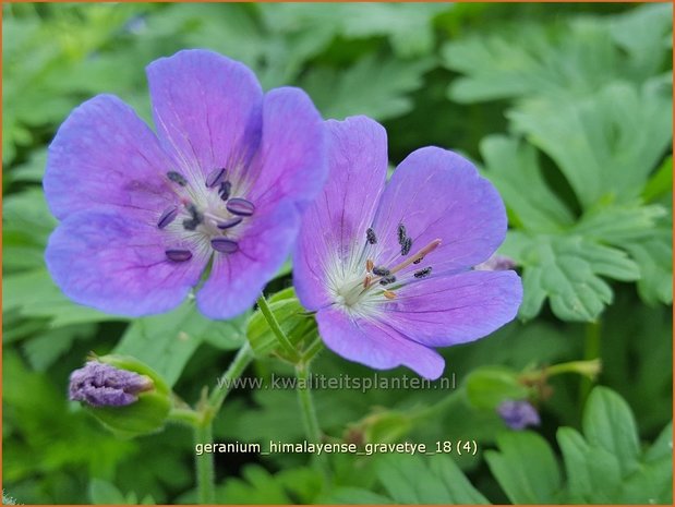 Geranium himalayense 'Gravetye' | Ooievaarsbek, Tuingeranium | Himalaya-Storchschnabel