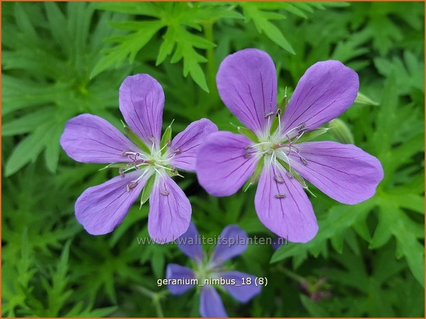 Geranium 'Nimbus' | Ooievaarsbek, Tuingeranium | Storchschnabel