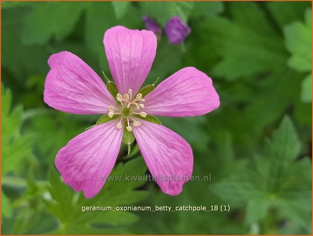 Geranium oxonianum 'Betty Catchpole' | Ooievaarsbek, Tuingeranium | Oxford-Storchschnabel