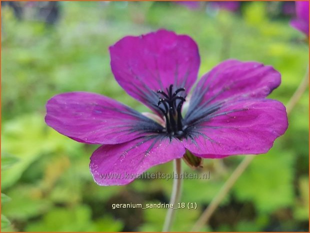 Geranium 'Sandrine' | Ooievaarsbek, Tuingeranium | Storchschnabel