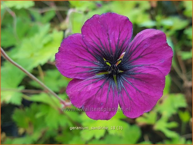 Geranium 'Sandrine' | Ooievaarsbek, Tuingeranium | Storchschnabel