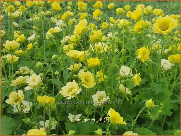 Geum 'Gimlet' | Nagelkruid | Nelkenwurz