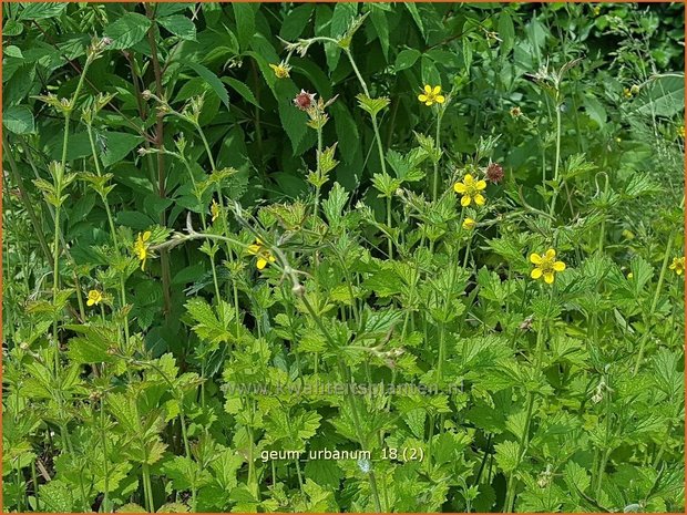 Geum urbanum | Geel nagelkruid, Nagelkruid | Echte Nelkenwurz
