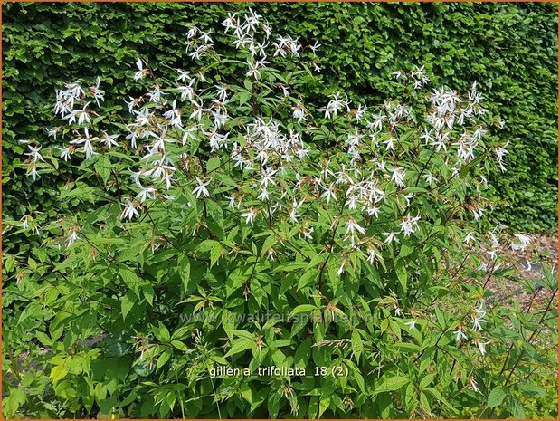 Gillenia trifoliata | Driebladige braakwortelspirea | Dreiblattspiere