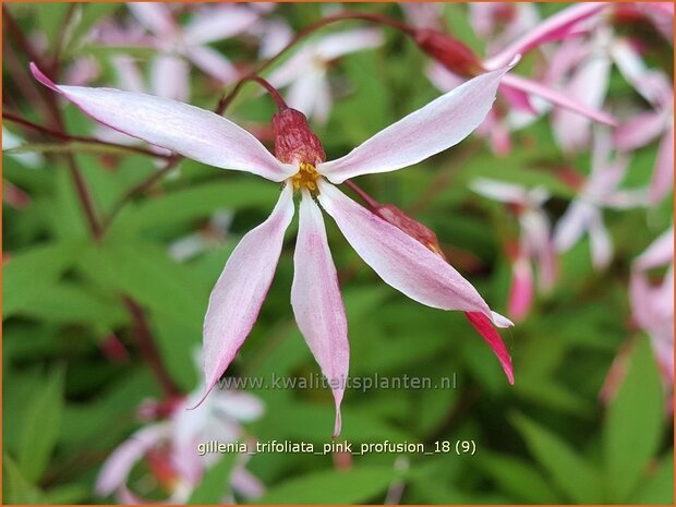Gillenia trifoliata 'Pink Profusion' | Driebladige braakwortelspirea | Dreiblattspiere