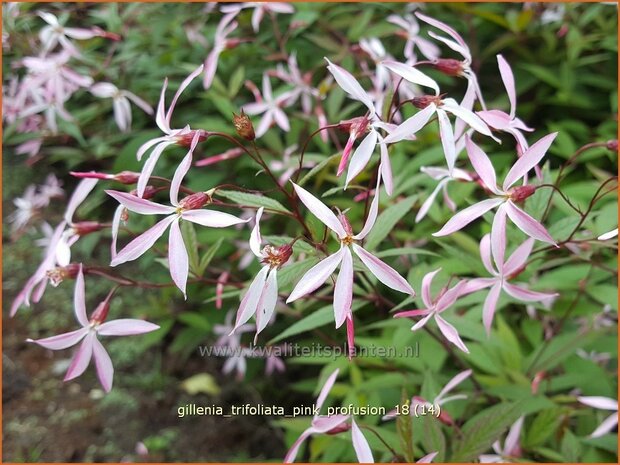 Gillenia trifoliata 'Pink Profusion' | Driebladige braakwortelspirea | Dreiblattspiere