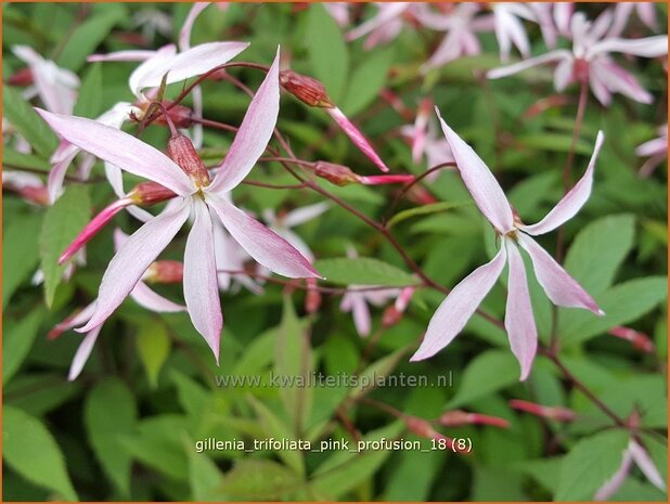 Gillenia trifoliata 'Pink Profusion' | Driebladige braakwortelspirea | Dreiblattspiere