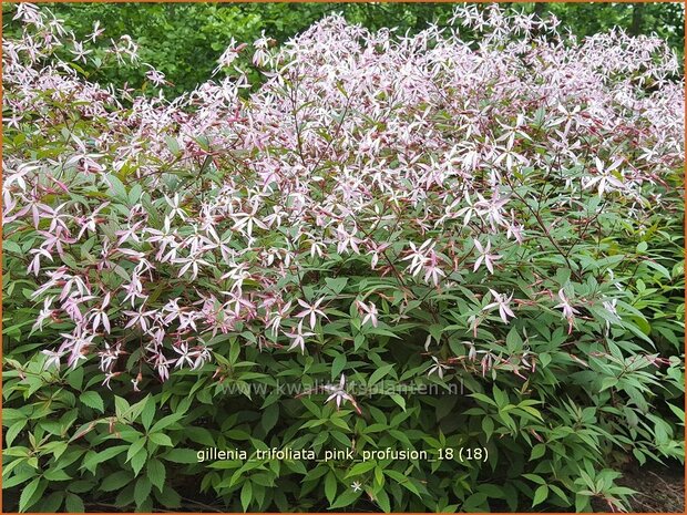 Gillenia trifoliata 'Pink Profusion' | Driebladige braakwortelspirea | Dreiblattspiere