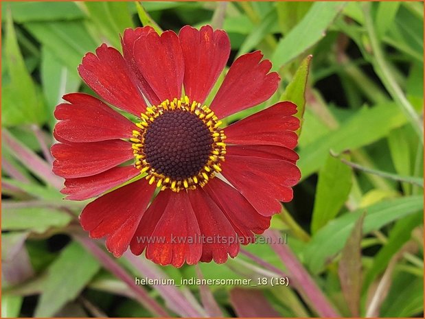 Helenium 'Indianersommer' | Zonnekruid | Sonnenbraut