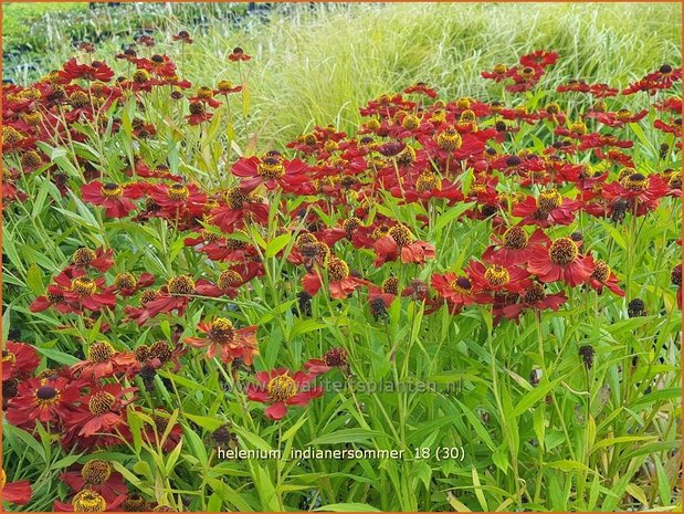 Helenium 'Indianersommer' | Zonnekruid | Sonnenbraut