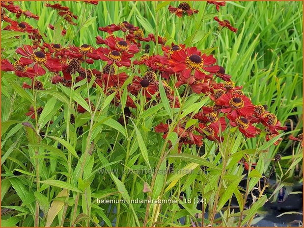Helenium 'Indianersommer' | Zonnekruid | Sonnenbraut