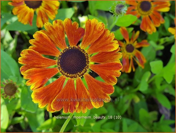 Helenium 'Moerheim Beauty' | Zonnekruid | Sonnenbraut