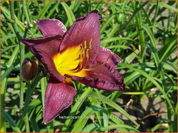 Hemerocallis 'Bela Lugosi' | Daglelie | Taglilie