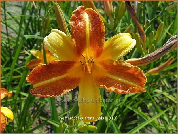 Hemerocallis 'Frans Hals' | Daglelie | Taglilie