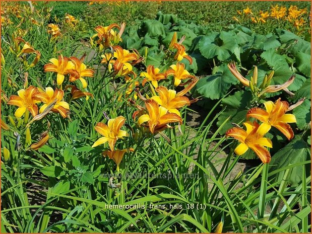 Hemerocallis 'Frans Hals' | Daglelie | Taglilie