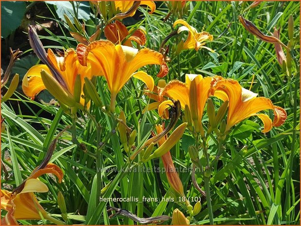 Hemerocallis 'Frans Hals' | Daglelie | Taglilie