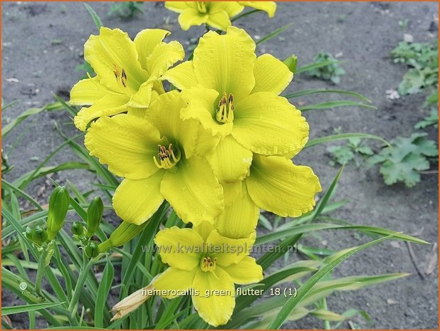 Hemerocallis 'Green Flutter' | Daglelie | Taglilie