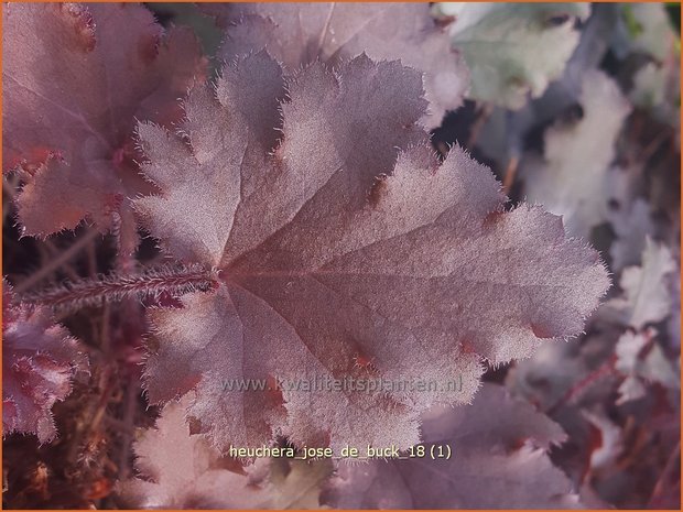 Heuchera 'José de Buck' | Purperklokje | Purpurglöckchen