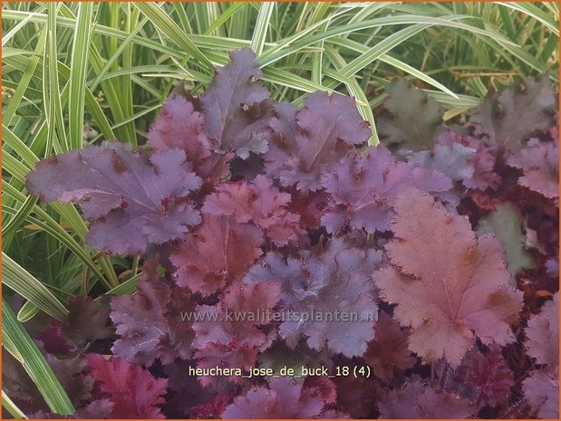 Heuchera 'José de Buck' | Purperklokje | Purpurglöckchen