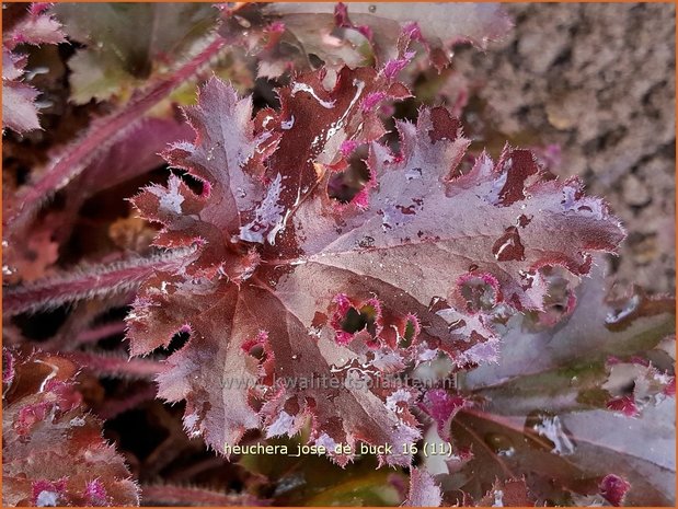 Heuchera 'José de Buck' | Purperklokje | Purpurglöckchen