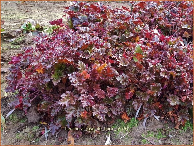 Heuchera 'José de Buck' | Purperklokje | Purpurglöckchen