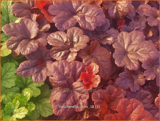 Heucherella 'Onyx' | Purperklokje | Bastardschaumblüte