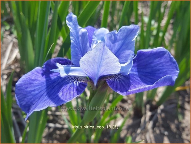 Iris sibirica 'Ego' | Siberische iris, Lis, Iris | Sibirische Schwertlilie