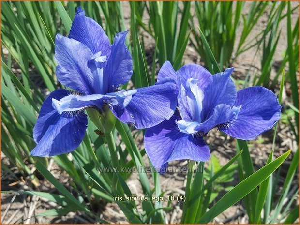 Iris sibirica 'Ego' | Siberische iris, Lis, Iris | Sibirische Schwertlilie