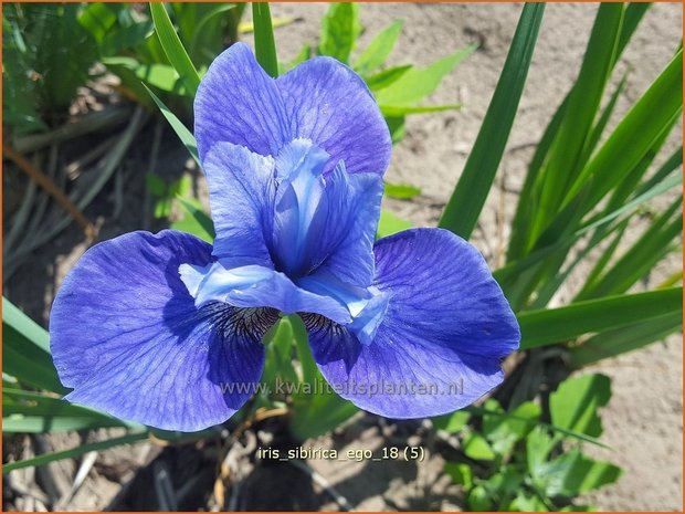 Iris sibirica 'Ego' | Siberische iris, Lis, Iris | Sibirische Schwertlilie