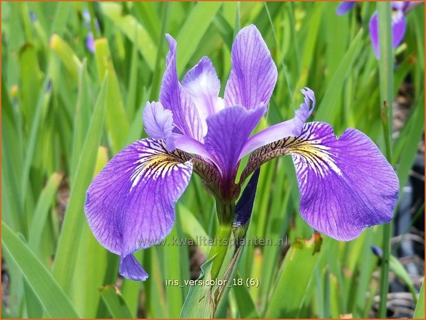 Iris versicolor | Amerikaanse blauwe lis, Iris, Lis | Verschiedenfarbige Sumpf-Schwertlilie