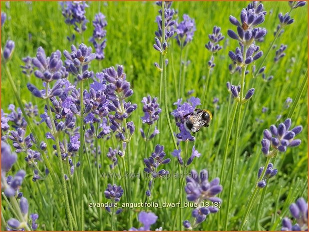 Lavandula angustifolia 'Dwarf Blue' | Gewone lavendel, Echte lavendel, Lavendel | Echter Lavendel
