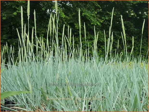 Leymus arenarius 'Blue Dune' | Zandhaver | Dünengras