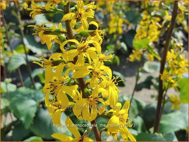 Ligularia stenocephala 'The Rocket' | Kruiskruid | Schmaler Goldkolben