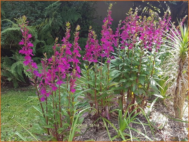 Lobelia 'Tania' | Kardinaalsbloem, Vaste lobelia | Kardinals-Lobelie