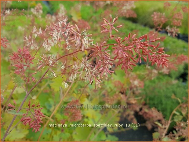 Macleaya microcarpa 'Spetchley Ruby' | Pluimpapaver, Vedermaan | Bräunlichblühender Federmohn