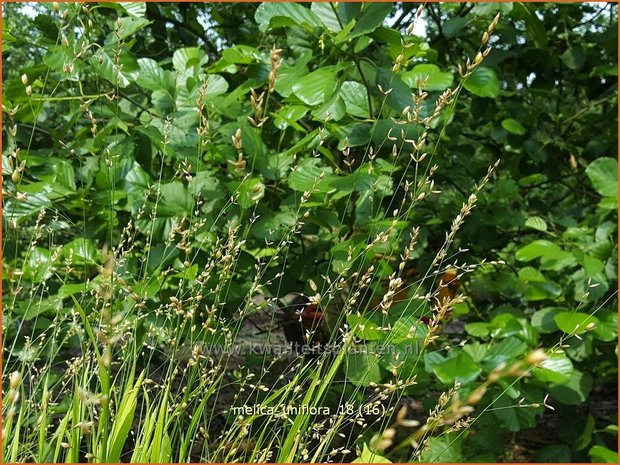 Melica uniflora | Eenbloemig parelgras, Parelgras | Einblütiges Perlgras