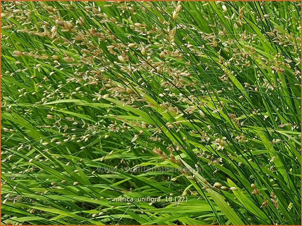 Melica uniflora | Eenbloemig parelgras, Parelgras | Einblütiges Perlgras