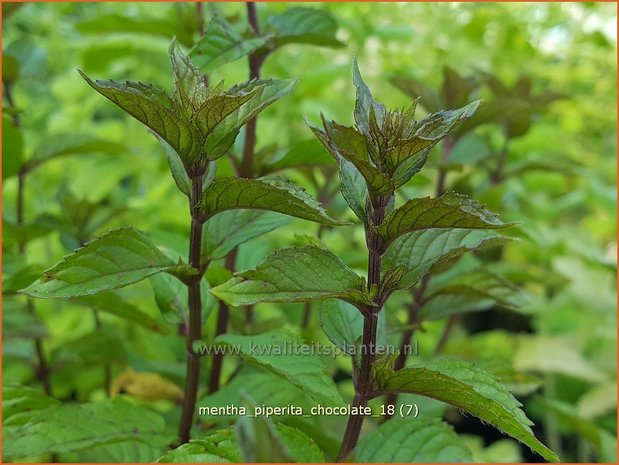 Mentha piperita 'Chocolate' | Pepermunt, Munt | Pfefferminze