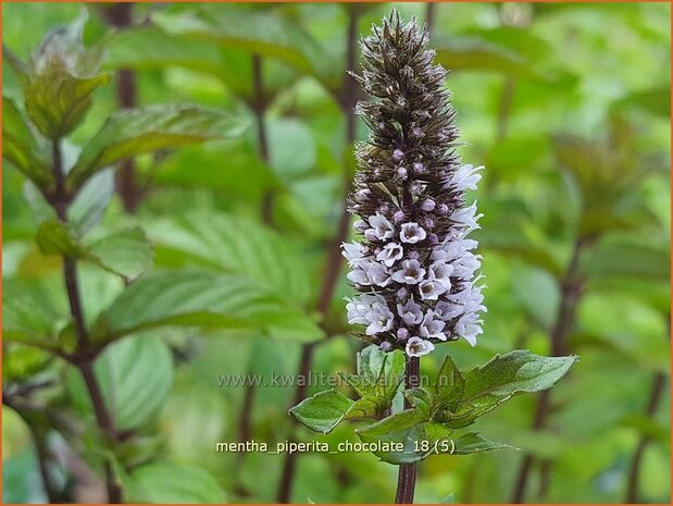 Mentha piperita 'Chocolate' | Pepermunt, Munt | Pfefferminze