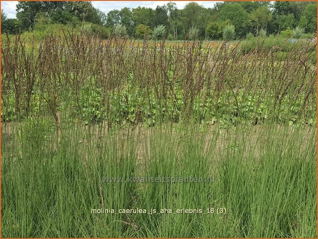 Molinia caerulea 'JS Aha-Erlebnis' | Pijpenstrootje | Kleines Pfeifengras