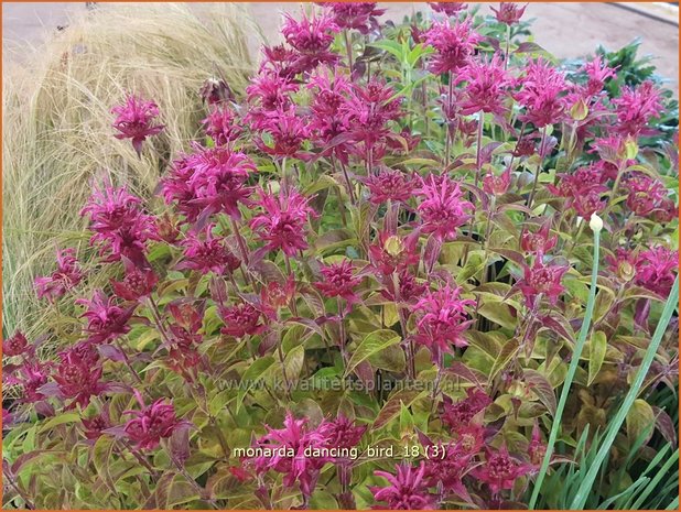 Monarda 'Dancing Bird' | Bergamotplant, Indianennetel | Indianernessel