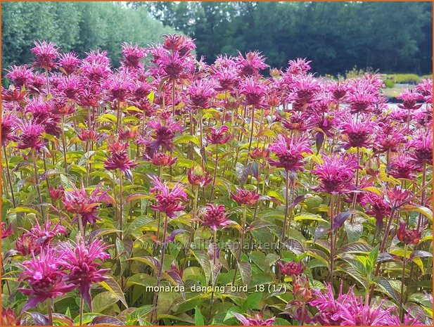 Monarda 'Dancing Bird' | Bergamotplant, Indianennetel | Indianernessel