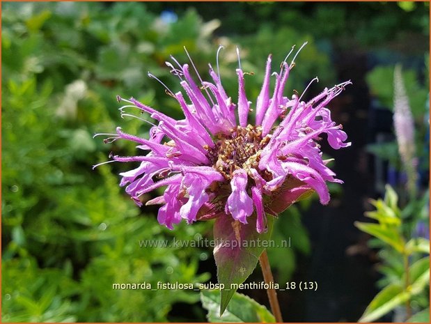 Monarda fistulosa subsp. menthifolia | Bergamotplant, Indianennetel | Minzeblättrige Indianernessel