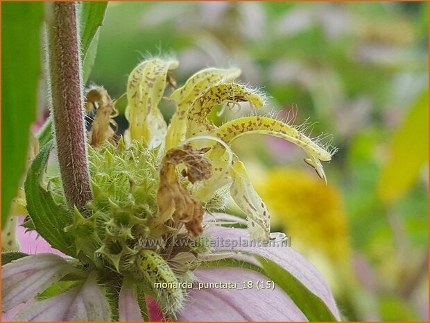 Monarda punctata | Paardenmunt, Bergamotplant, Indianennetel | Gefleckte Indianernessel