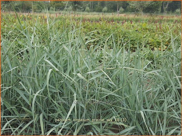 Panicum virgatum 'Prairie Sky' | Vingergras, Parelgierst | Rutenhirse