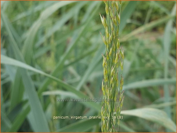 Panicum virgatum 'Prairie Sky' | Vingergras, Parelgierst | Rutenhirse