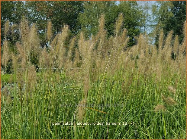 Pennisetum alopecuroides 'Hameln' | Lampenpoetsersgras, Borstelveergras | Lampenputzergras