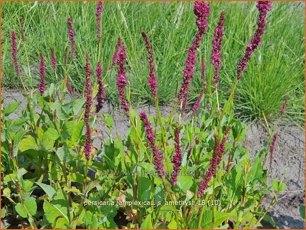 Persicaria amplexicaulis 'Amethyst' | Adderwortel, Duizendknoop | Kerzenknöterich